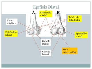 Epífisis Distal
A P
Cara
rotuliana
Cóndilo
medial
Cóndilo
lateral
Epicóndilo
medial
Tubérculo
del aductor
Epicóndilo
lateral
Fosa
intercondílea
 