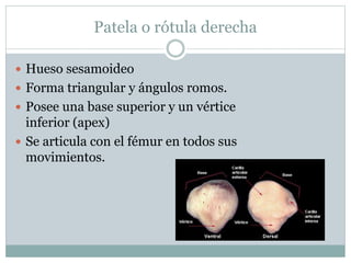 Patela o rótula derecha
 Hueso sesamoideo
 Forma triangular y ángulos romos.
 Posee una base superior y un vértice
inferior (apex)
 Se articula con el fémur en todos sus
movimientos.
 