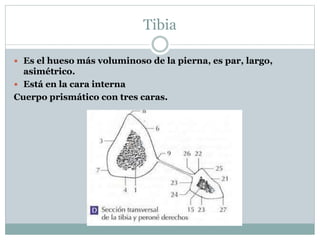 Tibia
 Es el hueso más voluminoso de la pierna, es par, largo,
asimétrico.
 Está en la cara interna
Cuerpo prismático con tres caras.
 