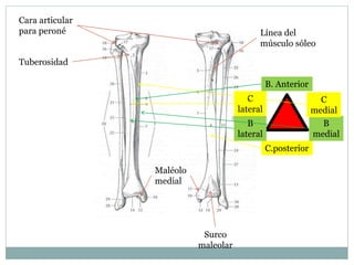 Tuberosidad
Cara articular
para peroné
B. Anterior
C.posterior
B
lateral
B
medial
C
medial
C
lateral
Maléolo
medial
Surco
maleolar
Línea del
músculo sóleo
 
