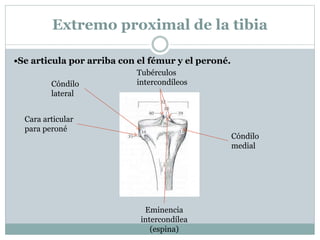 Extremo proximal de la tibia
•Se articula por arriba con el fémur y el peroné.
Cara articular
para peroné
Cóndilo
lateral
Cóndilo
medial
Eminencia
intercondílea
(espina)
Tubérculos
intercondíleos
 
