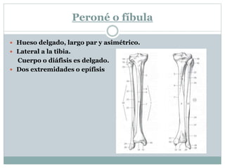 Peroné o fíbula
 Hueso delgado, largo par y asimétrico.
 Lateral a la tibia.
Cuerpo o diáfisis es delgado.
 Dos extremidades o epífisis
 