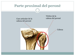 Parte proximal del peroné
Cabeza
Vértice de la
cabeza del peronéCara articular de la
cabeza del peroné
 