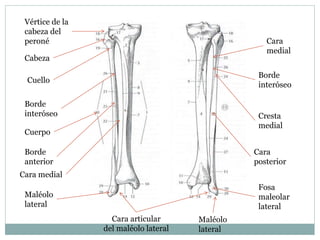 Cara
medial
Borde
interóseo
Cresta
medial
Cara
posterior
Fosa
maleolar
lateral
Maléolo
lateral
Vértice de la
cabeza del
peroné
Cabeza
Cuello
Borde
interóseo
Cuerpo
Borde
anterior
Cara medial
Maléolo
lateral
Cara articular
del maléolo lateral
 