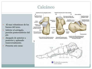 Calcáneo
 El mas voluminoso de los
huesos del tarso.
 Inferior al astrágalo,
porción posteroinferior del
pie.
 Alargado de anterior a
posterior y aplanado
transversalmente.
 Presenta seis caras:
 