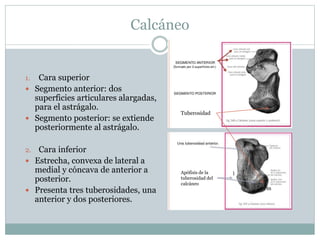 Calcáneo
1. Cara superior
 Segmento anterior: dos
superficies articulares alargadas,
para el astrágalo.
 Segmento posterior: se extiende
posteriormente al astrágalo.
2. Cara inferior
 Estrecha, convexa de lateral a
medial y cóncava de anterior a
posterior.
 Presenta tres tuberosidades, una
anterior y dos posteriores.
Apófisis de la
tuberosidad del
calcáneo
m
l
Tuberosidad
 