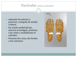 Navicular (antes escafoides)
 Aplanado de anterior a
posterior y alargado de medial
a lateral.
 En el lado medial del pie,
anterior al astrágalo, posterior
a las cuñas y medialmente al
cuboides.
 Presenta dos caras, dos bordes
y dos extremos:
 