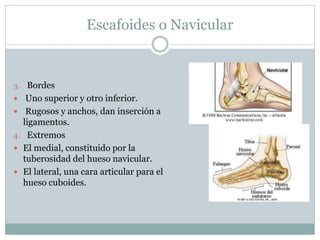 Escafoides o Navicular
3. Bordes
 Uno superior y otro inferior.
 Rugosos y anchos, dan inserción a
ligamentos.
4. Extremos
 El medial, constituido por la
tuberosidad del hueso navicular.
 El lateral, una cara articular para el
hueso cuboides.
 