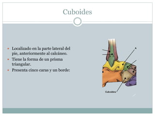 Cuboides
 Localizado en la parte lateral del
pie, anteriormente al calcáneo.
 Tiene la forma de un prisma
triangular.
 Presenta cinco caras y un borde:
 