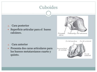 Cuboides
3. Cara posterior
 Superficie articular para el hueso
calcáneo.
4. Cara anterior
 Presenta dos caras articulares para
los huesos metatarsianos cuarto y
quinto.
 