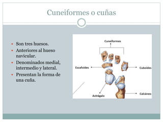 Cuneiformes o cuñas
 Son tres huesos.
 Anteriores al hueso
navicular.
 Denominados medial,
intermedio y lateral.
 Presentan la forma de
una cuña.
 