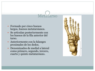 Metatarso
 Formado por cinco huesos
largos, huesos metatarsianos.
 Se articulan posteriormente con
los huesos de la fila anterior del
tarso.
 Anteriormente con la falanges
proximales de los dedos.
 Denominados de medial a lateral
como primero, segundo, tercero,
cuarto y quinto metatarsiano.
 