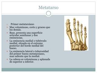 Metatarso
1. Primer metatarsiano
 Mas voluminoso, corto y grueso que
los demás.
 Base, presenta una superficie
articular semilunar y dos
eminencias.
 La eminencia medial o tubérculo
medial, situada en el extremo
posterior del borde medial del
hueso.
 La eminencia lateral o tuberosidad
del primer hueso metatarsiano,
mas saliente que la medial.
 La cabeza es voluminosa y aplanada
de superior a inferior.
 
