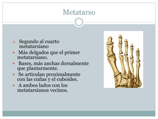 Metatarso
2. Segundo al cuarto
metatarsiano
 Más delgados que el primer
metatarsiano.
 Bases, más anchas dorsalmente
que plantarmente.
 Se articulan proximalmente
con las cuñas y el cuboides.
 A ambos lados con los
metatarsianos vecinos.
 