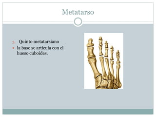 Metatarso
3. Quinto metatarsiano
 la base se articula con el
hueso cuboides.
 