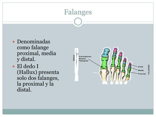 Falanges
 Denominadas
como falange
proximal, media
y distal.
 El dedo I
(Hallux) presenta
solo dos falanges,
la proximal y la
distal.
 