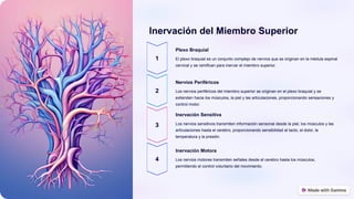 Miembro-Superior-Anatomia-y-Funcion.pptx