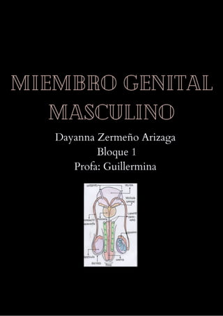 Miembro genital
masculino
Dayanna Zermeño Arizaga
Bloque 1
Profa: Guillermina
 
