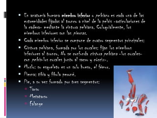 En anatomía humana miembro inferior o pelviano es cada una de las extremidades fijadas al tronco a nivel de la pelvis -articulaciones de la cadera- mediante la cintura pelviana. Coloquialmente, los miembros inferiores son las piernas.Cada miembro inferior se compone de cuatro segmentos principales:Cintura pelviana, formada por los coxales: fijan los miembros inferiores al tronco. No se confunda cintura pelviana -los coxales- con pelvis-los coxales junto al sacro y cóccix-.Muslo: su esqueleto es un solo hueso, el fémur.Pierna: tibia y fibula peroné.Pie, a su vez formado por tres segmentos: TarsoMetatarsoFalange