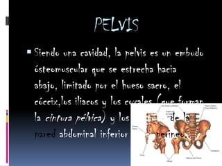 PELVISSiendo una cavidad, la pelvis es un embudo ósteomuscular que se estrecha hacia abajo, limitado por el hueso sacro, el cóccix,los iliacos y los coxales (que forman la cintura pélvica) y los músculos de la pared abdominal inferior y del perineo.