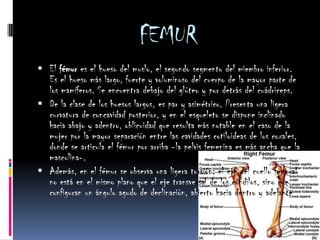 FEMUREl fémur es el hueso del muslo, el segundo segmento del miembro inferior. Es el hueso más largo, fuerte y voluminoso del cuerpo de la mayor parte de los mamíferos. Se encuentra debajo del glúteo y por detrás del cuádriceps.De la clase de los huesos largos, es par y asimétrico. Presenta una ligera curvatura de concavidad posterior, y en el esqueleto se dispone inclinado hacia abajo y adentro, oblicuidad que resulta más notable en el caso de la mujer por la mayor separación entre las cavidades cotiloideas de los coxales, donde se articula el fémur por arriba -la pelvis femenina es más ancha que la masculina-.Además, en el fémur se observa una ligera torsión: el eje del cuello femoral no está en el mismo plano que el eje transversal de los cóndilos, sino que configuran un ángulo agudo de declinación, abierto hacia dentro y adelante.