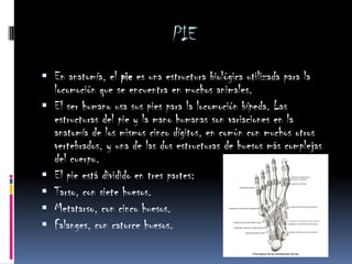 PIEEn anatomía, el pie es una estructura biológica utilizada para la locomoción que se encuentra en muchos animales.El ser humano usa sus pies para la locomoción bípeda. Las estructuras del pie y la mano humanas son variaciones en la anatomía de los mismos cinco dígitos, en común con muchos otros vertebrados, y una de las dos estructuras de huesos más complejas del cuerpo.El pie está dividido en tres partes:Tarso, con siete huesos.Metatarso, con cinco huesos.Falanges, con catorce huesos.