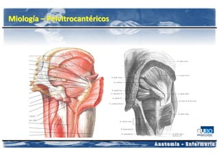 Miología – Pelvitrocantéricos
 