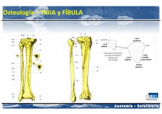 Osteología – TIBIA y FÍBULA
 