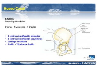 Hueso Coxal

3 Huesos;
Ilion – Isquión – Pubis

2 Caras – 4 Márgenes – 4 ángulos


•   3 centros de osificación primarios
•   5 centros de osificación secundarios
•   Cartílago Triradiado
•   Fusión - Término de Fusión
 