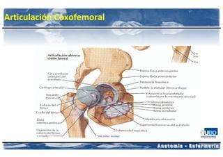 Articulación Coxofemoral
 
