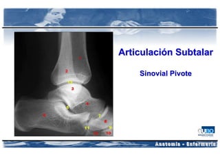 Articulación Subtalar

    Sinovial Pivote
 