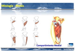 Miología - Muslo




                   Compartimiento Medial
 