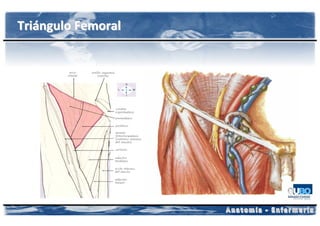 Triángulo Femoral
 
