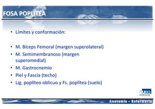 FOSA POPLITEA

  • Límites y conformación:

  • M. Bíceps Femoral (margen superolateral)
  • M. Semimembranoso (margen
    superomedial)
  • M. Gastrocnemio
  • Piel y Fascia (techo)
  • Lig. poplíteo oblicuo y Fs. poplítea (suelo)
 