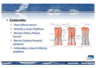 • Contenido:
  • Vena Safena menor
  • Arterias y venas Poplíteas
  • Nervios Tibial y Fibular
    Común
  • Nervio Cutáneo Femoral
    posterior
  • Linfonodos y Vasos linfáticos
    poplíteos
 