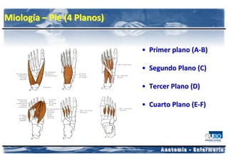 Miología – Pie (4 Planos)


                            • Primer plano (A-B)

                            • Segundo Plano (C)

                            • Tercer Plano (D)

                            • Cuarto Plano (E-F)
 