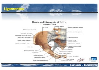 Ligamentos
 