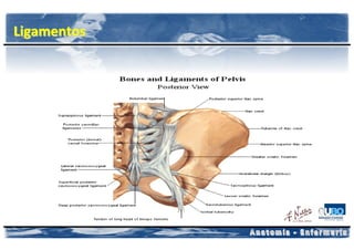 Ligamentos
 