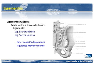 Ligamentos


 Ligamentos Glúteos:
     Pelvis, unida a través de densos
       ligamentos
         Lig. Sacrotuberoso
         Lig. Sacroespinoso

        …determinación forámenes
         isquiático mayor y menor
 