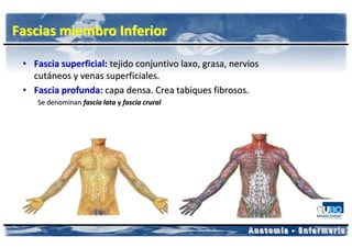 Fascias miembro Inferior

 • Fascia superficial: tejido conjuntivo laxo, grasa, nervios
   cutáneos y venas superficiales.
 • Fascia profunda: capa densa. Crea tabiques fibrosos.
    Se denominan fascia lata y fascia crural
 