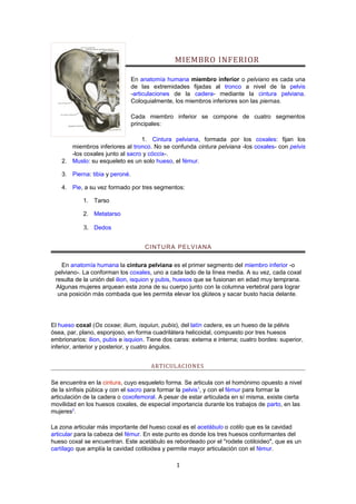 MIEMBRO INFERIOR

                                 En anatomía humana miembro inferior o pelviano es cada una
                                 de las extremidades fijadas al tronco a nivel de la pelvis
                                 -articulaciones de la cadera- mediante la cintura pelviana.
                                 Coloquialmente, los miembros inferiores son las piernas.

                                 Cada miembro inferior se compone de cuatro segmentos
                                 principales:

                                  1. Cintura pelviana, formada por los coxales: fijan los
       miembros inferiores al tronco. No se confunda cintura pelviana -los coxales- con pelvis
       -los coxales junto al sacro y cóccix-.
    2. Muslo: su esqueleto es un solo hueso, el fémur.

    3. Pierna: tibia y peroné.

    4. Pie, a su vez formado por tres segmentos:

            1. Tarso

            2. Metatarso

            3. Dedos

                                     CI NT URA PE LV I A NA


   En anatomía humana la cintura pelviana es el primer segmento del miembro inferior -o
 pelviano-. La conforman los coxales, uno a cada lado de la línea media. A su vez, cada coxal
 resulta de la unión del ilion, isquion y pubis, huesos que se fusionan en edad muy temprana.
 Algunas mujeres arquean esta zona de su cuerpo junto con la columna vertebral para lograr
  una posición más combada que les permita elevar los glúteos y sacar busto hacia delante.




El hueso coxal (Os coxae; ilium, isquiun, pubis), del latín cadera, es un hueso de la pélvis
ósea, par, plano, esponjoso, en forma cuadrilátera helicoidal, compuesto por tres huesos
embrionarios: ilion, pubis e isquion. Tiene dos caras: externa e interna; cuatro bordes: superior,
inferior, anterior y posterior, y cuatro ángulos.


                                       ARTICULACIONES

Se encuentra en la cintura, cuyo esqueleto forma. Se articula con el homónimo opuesto a nivel
de la sínfisis púbica y con el sacro para formar la pelvis1, y con el fémur para formar la
articulación de la cadera o coxofemoral. A pesar de estar articulada en sí misma, existe cierta
movilidad en los huesos coxales, de especial importancia durante los trabajos de parto, en las
mujeres2.

La zona articular más importante del hueso coxal es el acetábulo o cotilo que es la cavidad
articular para la cabeza del fémur. En este punto es donde los tres huesos conformantes del
hueso coxal se encuentran. Este acetábulo es rebordeado por el "rodete cotiloideo", que es un
cartílago que amplía la cavidad cotiloidea y permite mayor articulación con el fémur.

                                                1
 