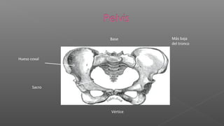 Base      Más baja
                         del tronco


Hueso coxal




       Sacro




               Vértice
 