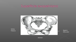 Sínfisis
Pubiana               Agujero
                      Obturador



           Anterior
 