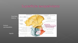 Fosa Iliaca
             Externa




Incisura
sacroisquiática



         Isquión
 
