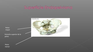 Pelvis
 mayor

Estrecho superior de la
pelvis



Pelvis
menor
 