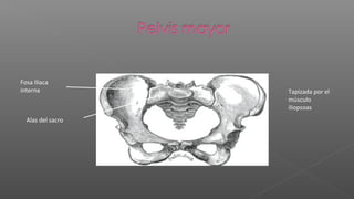 Fosa Iliaca
interna            Tapizada por el
                   músculo
                   iliopsoas
  Alas del sacro
 