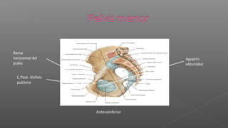 Rama
horizontal del                        Agujero
pubis                                 obturador


  C.Post. Sínfisis
  pubiana




                     Anteroinferior
 