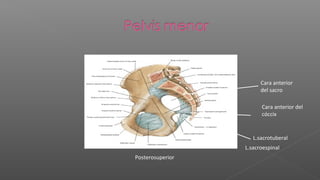 Cara anterior
                        del sacro

                        Cara anterior del
                        cóccix


                     L.sacrotuberal
                  L.sacroespinal
Posterosuperior
 