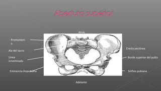 Atrás

 Promontori
 o
                                    Cresta pectínea
Ala del sacro

Línea                                Borde superior del pubis
innominada


 Eminencia iliopubiana               Sínfisis pubiana


                         Adelante
 