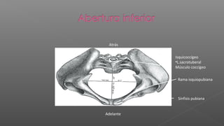 Atrás

           Isquicoccígeo
           •L.sacrotuberal
           Músculo coccígeo

            Rama isquiopubiana



            Sínfisis pubiana


Adelante
 